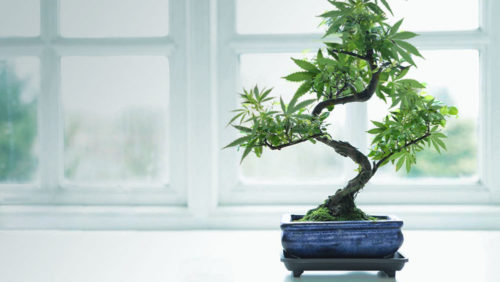 bonsai-weed-tree